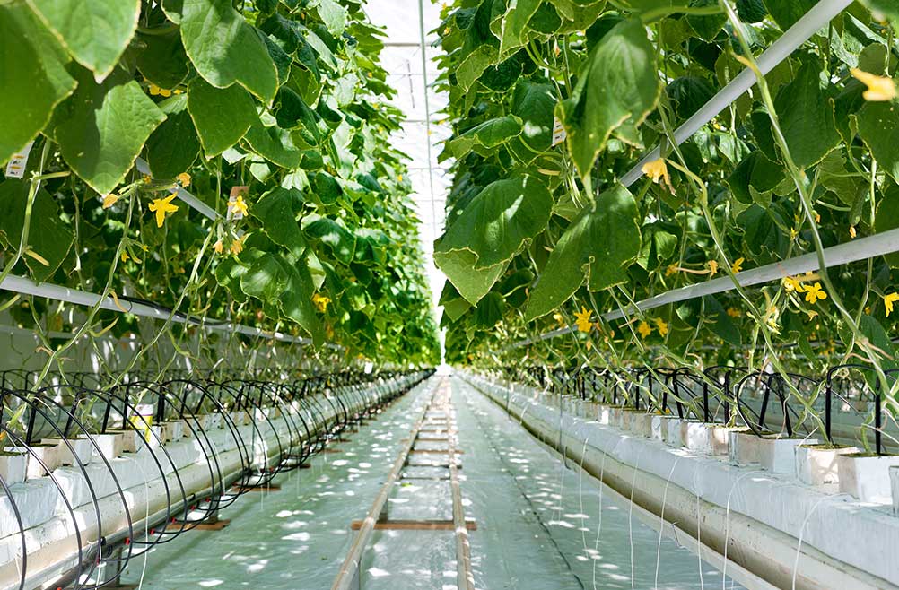 4-malla-espaldera-blanca-para-plantas