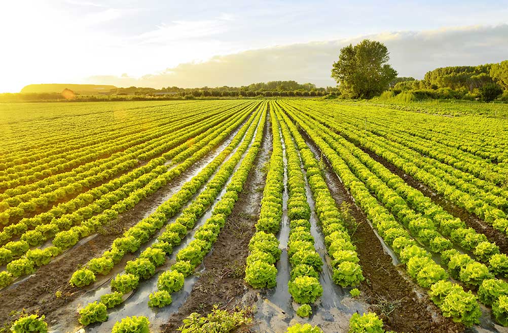 acolchados-para-cultivos