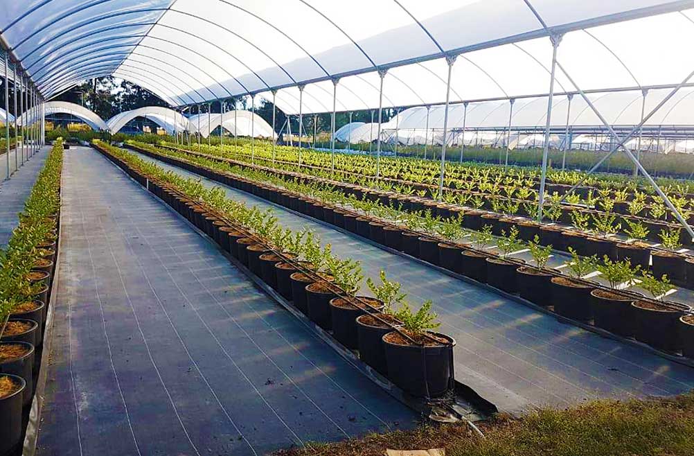 ground-cover-invernaderos