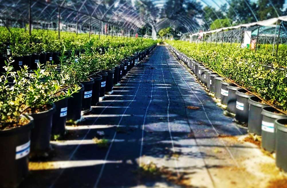 ground-cover-plantas