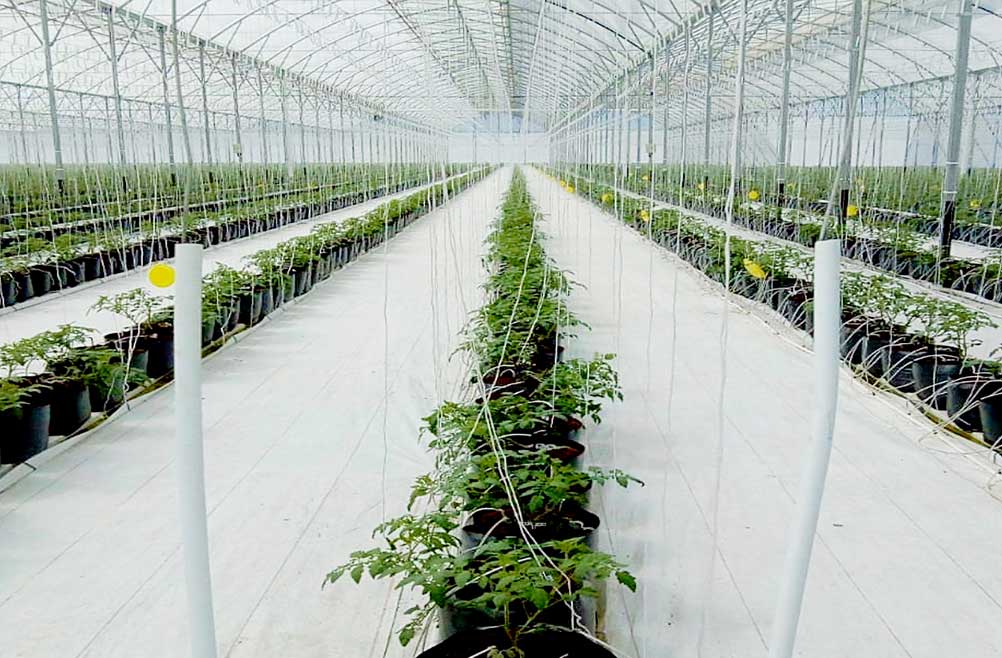 malla-contra-insectos