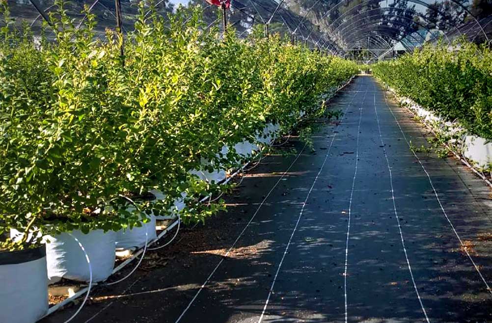 Malla Sombra para tus Cultivos
