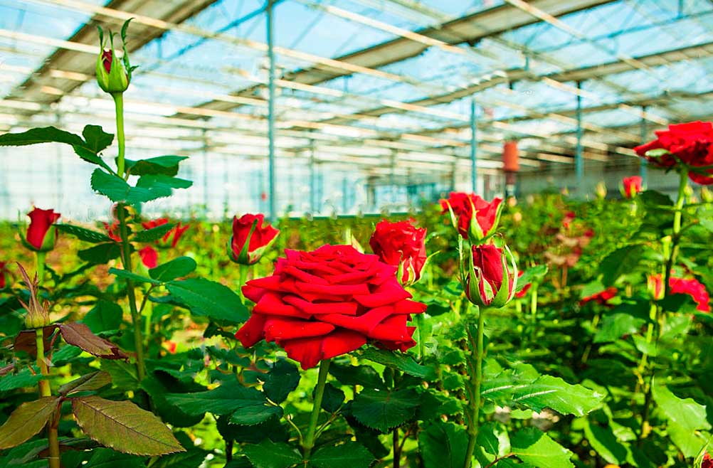 malla-para-trasnportar-flores