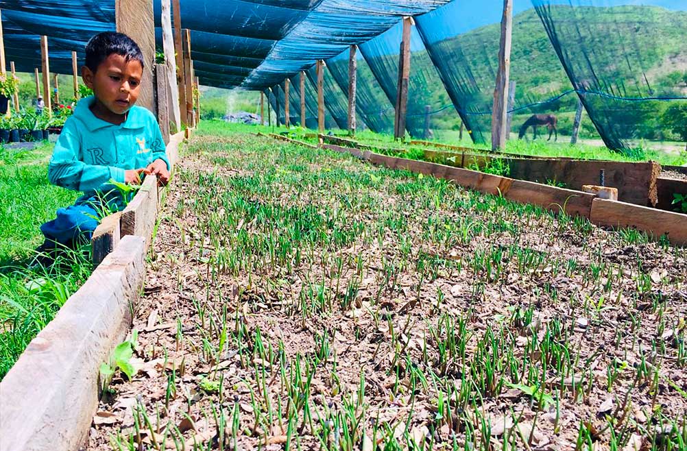 malla-rashel-para-cultivos