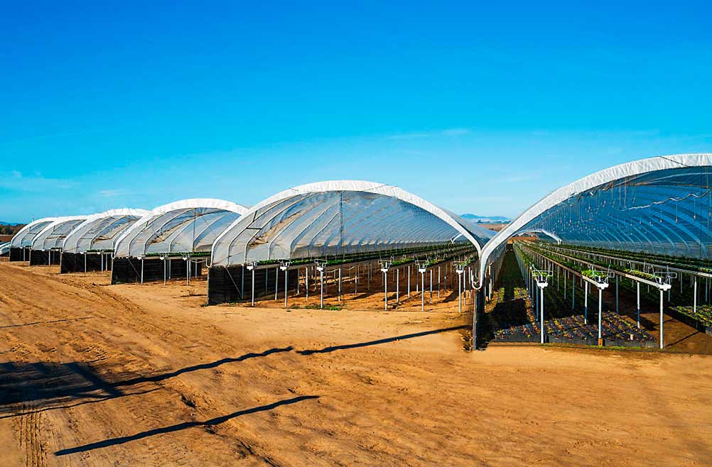 malla-rashel-para-invernaderos