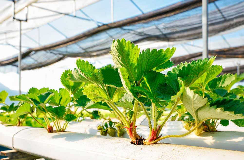 malla-rashel-para-plantas