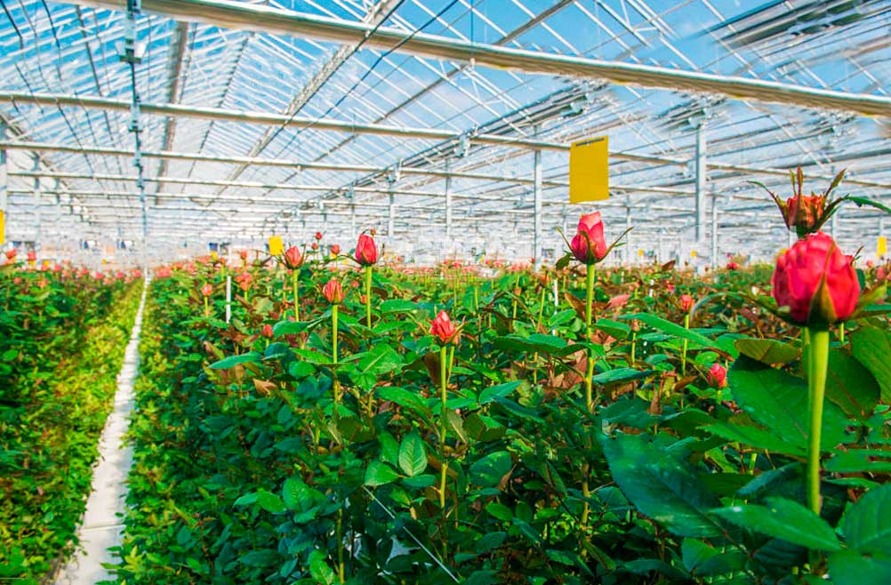 malla-transporte-de-rosas