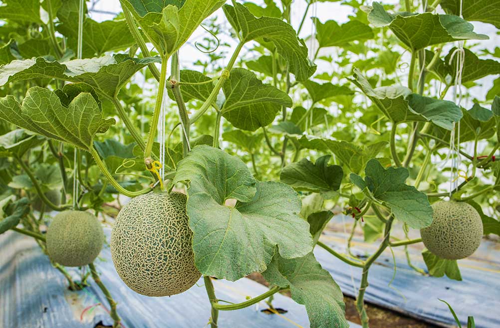 plasticos-agricolas-acolchados