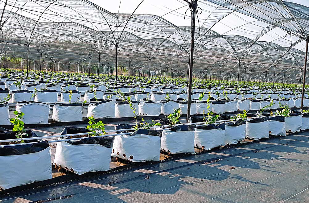 venta-de-bolsa-bicolor-para-planta