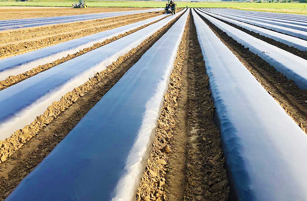 venta-de-plasticos-agricolas-acolchados-para-invernaderos