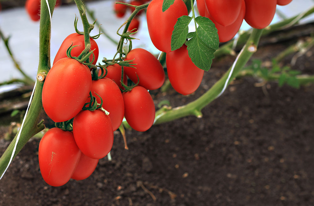 lombricomposta-enriquecida