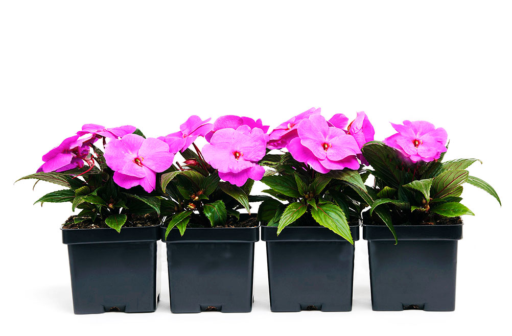 maceta-negra-para-orquideas