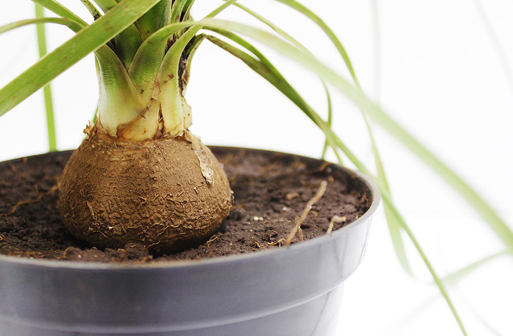 maceta-negra-para-plantas