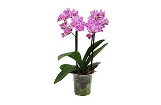 maceta-trasnparente-para-orquideas