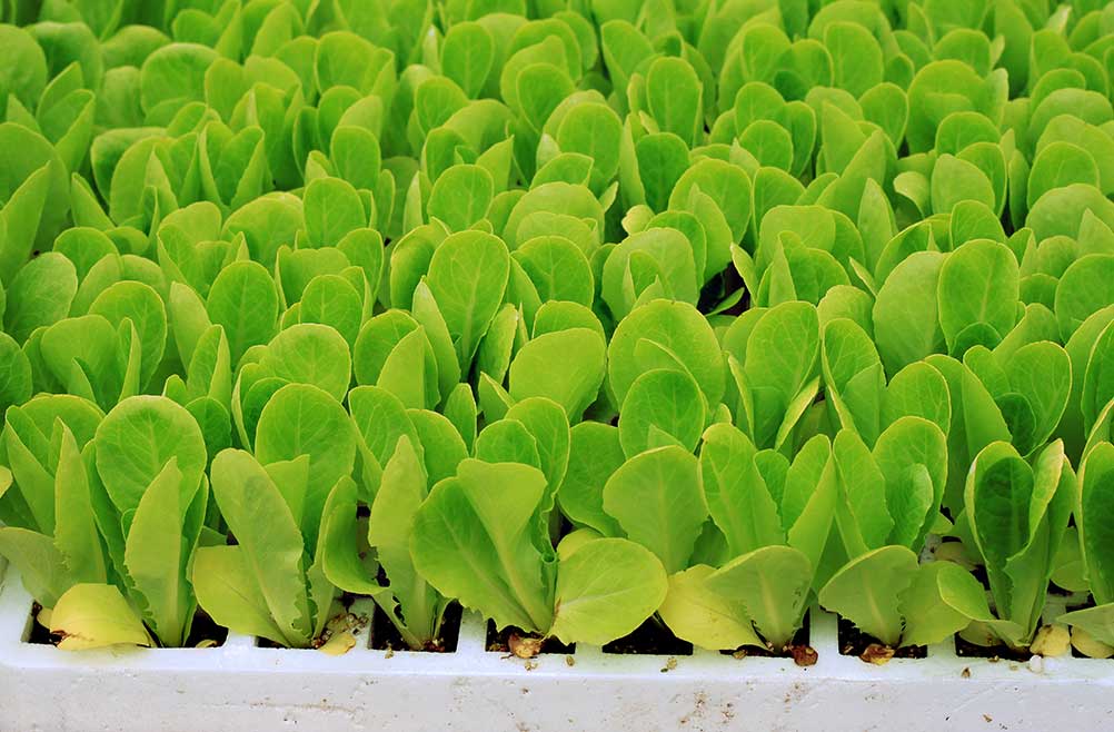 perlita-expandida-para-cultivos