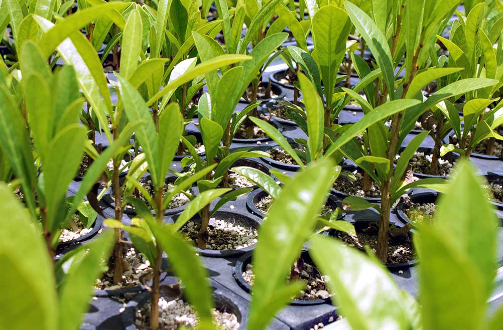 perlita-expandida-para-plantas