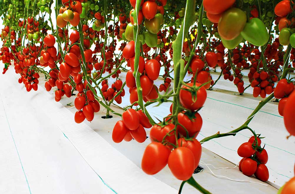 plastico-blanco-lechoso