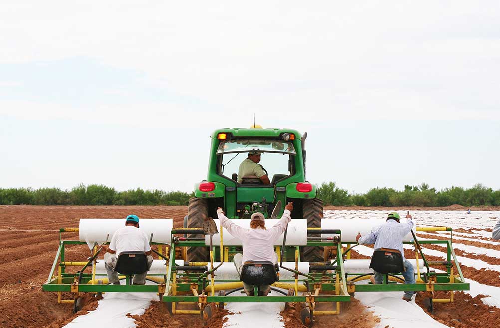 proteccion-de-cultivos-en-heladas