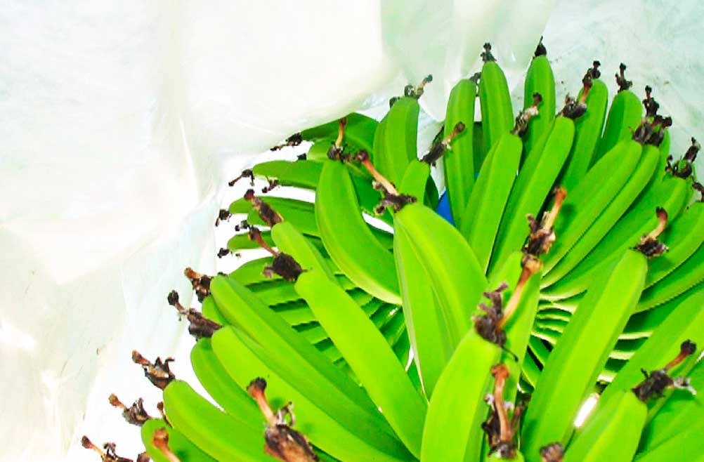 proteccion-heladas-cultivos