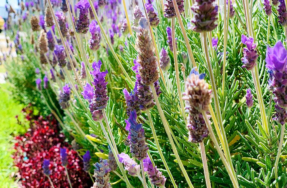 sustrato-de-tierra-diatomeas