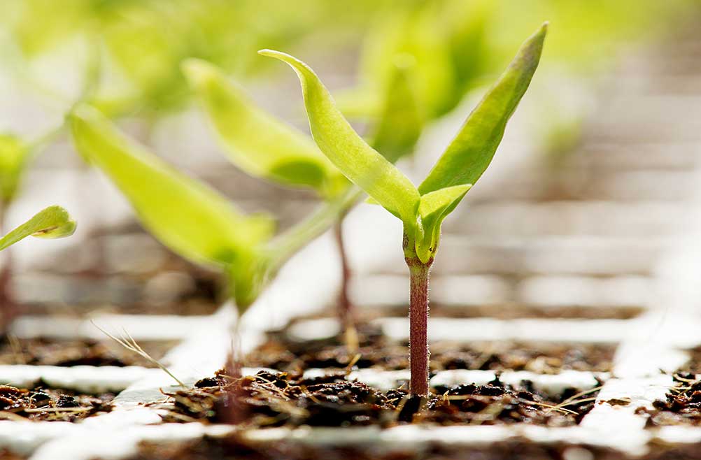 venta-charolas-de-germinacion