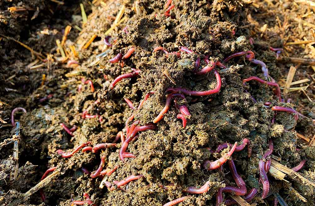 venta-de-lombricomposta-enriquecida