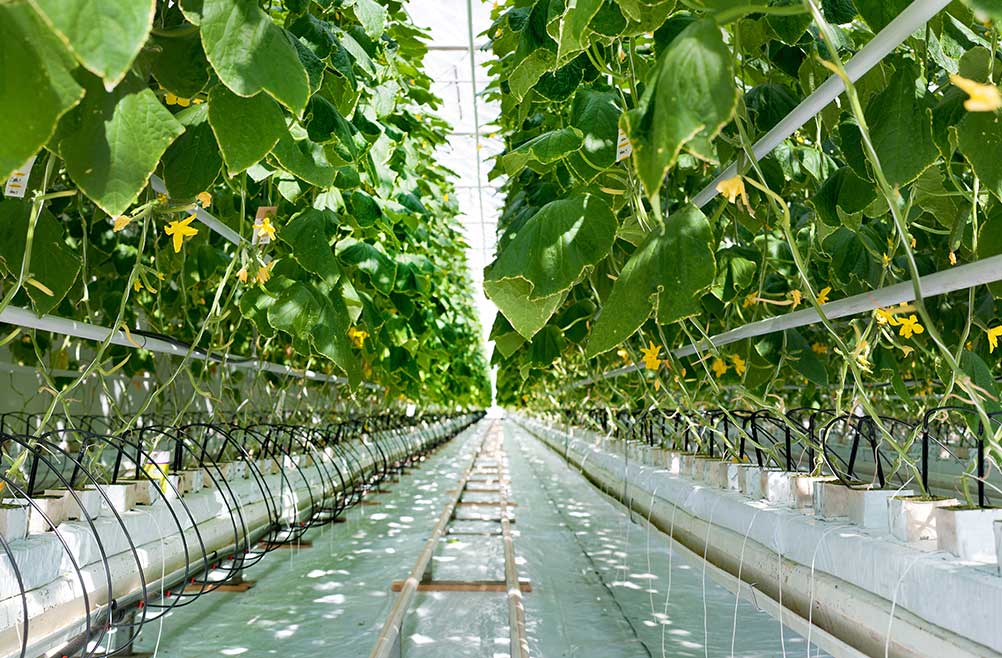 venta-de-plastico-lechoso